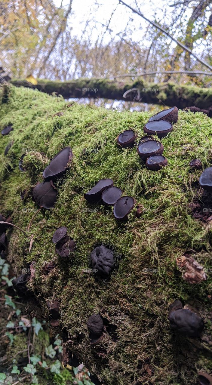 black mushrooms taking over a tree stump in the forrest