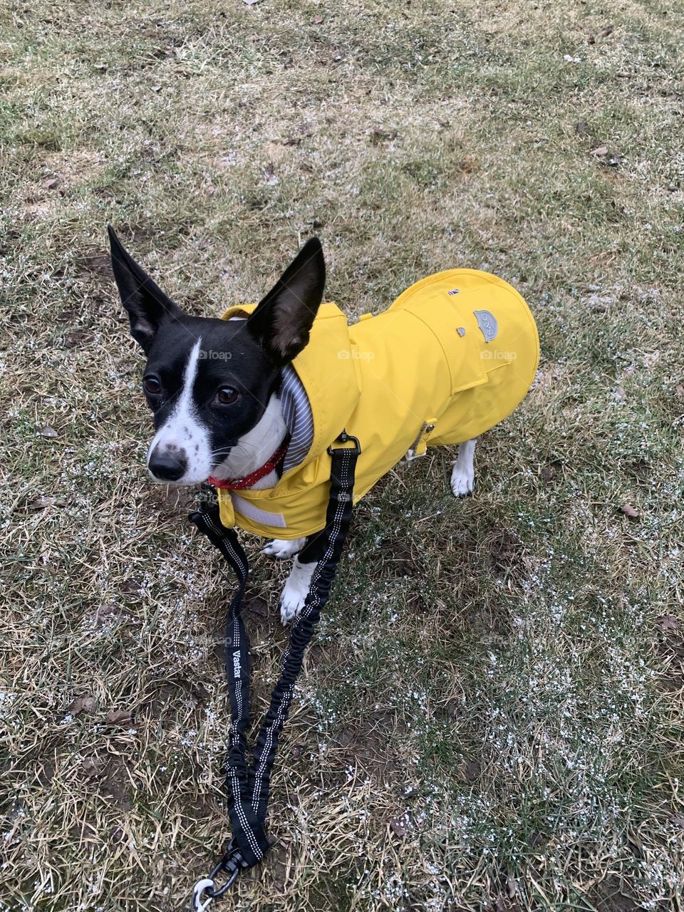 Dog in rain coat