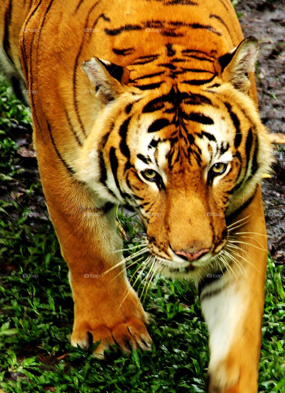 tiger stare