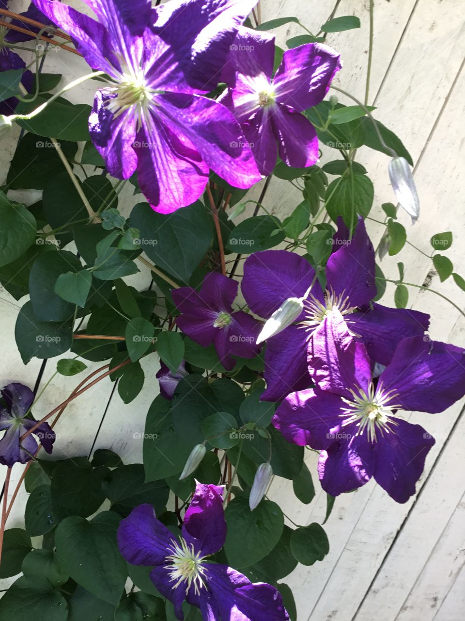 Clematis