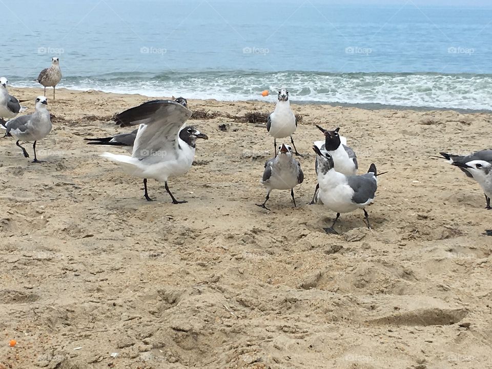 Seagulls at the beach