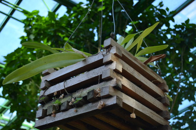 hanging flowers