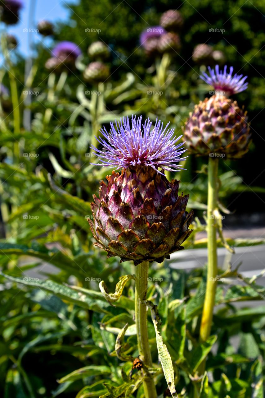 exotic flowers in a garden in France