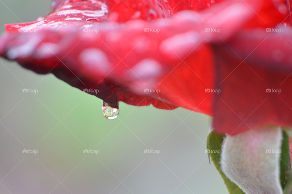 Gota de agua    Drop of water