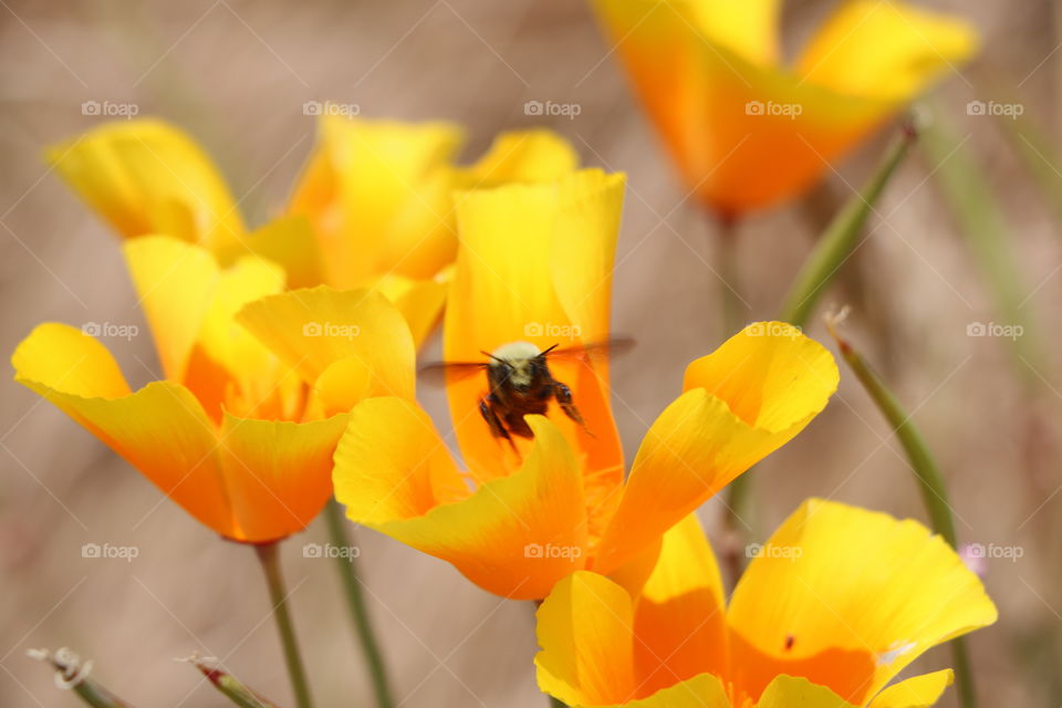 You know it is summer already when Indian poppy flowers are all around and bees happily fly in and out , buzzing and spreading joy...