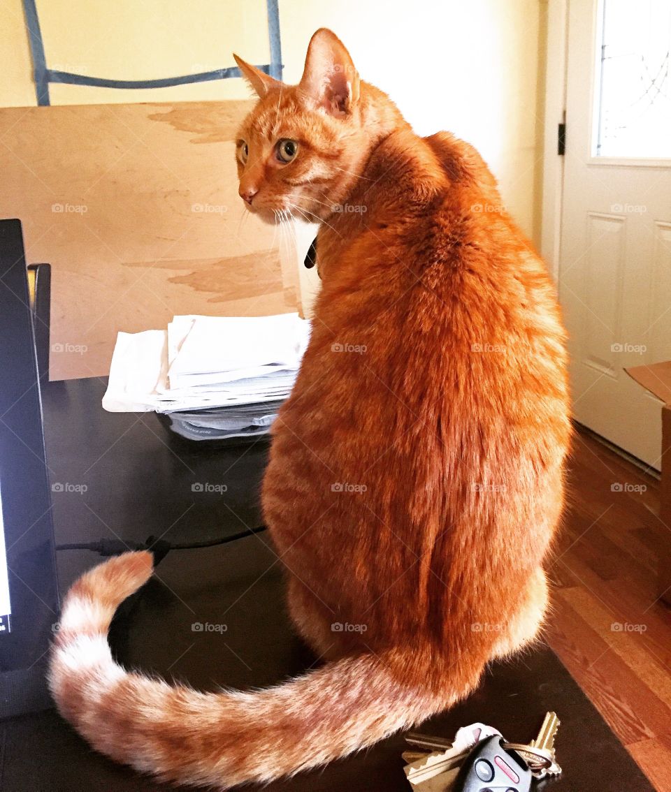 Back of orange cat