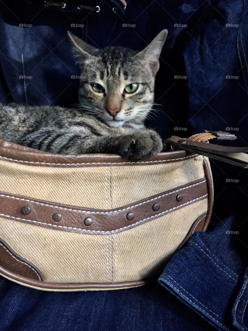 Cat with a brown pouch on a denim background 