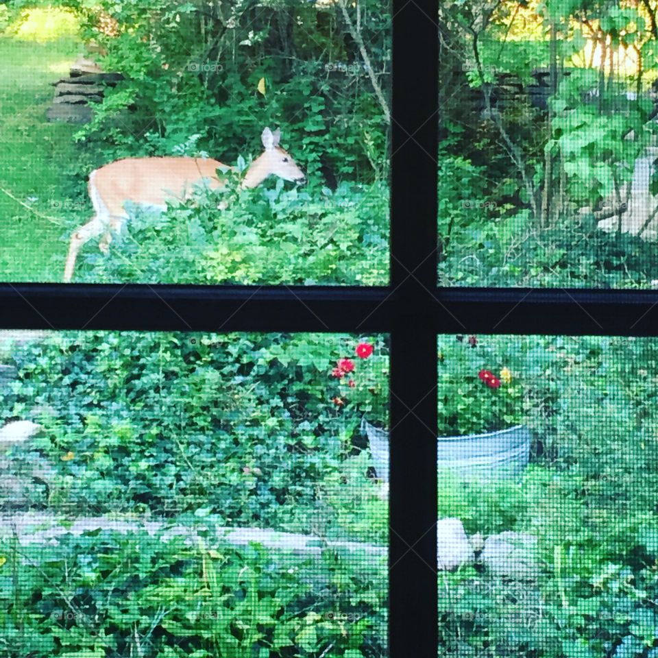 Garden visitor oh deer!
