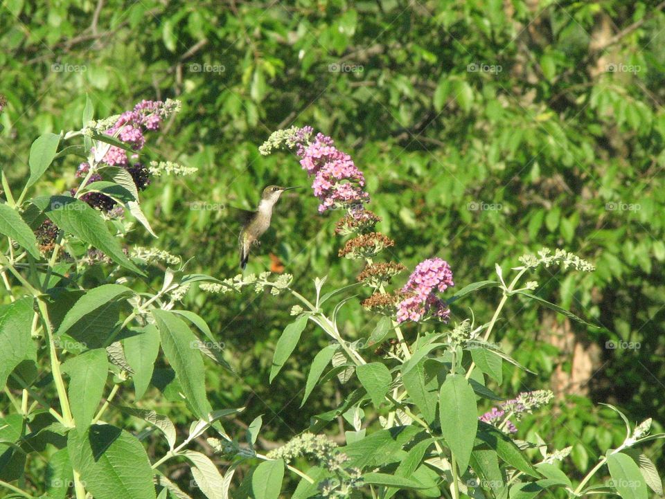 Hummingbird in Butterfly bushes, beautiful backyard flowers