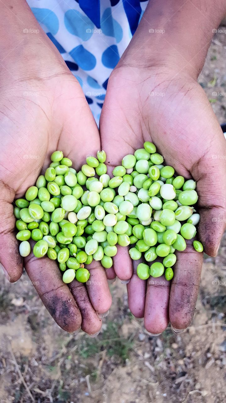 Harvesting fresh peas from my green garden