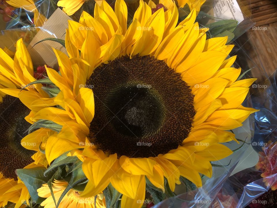 A rather vibrant sunflower bursting with vitality, you cannot beat a sunflower in top class condition.