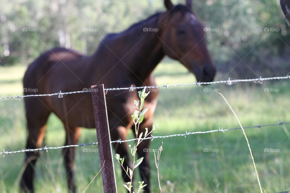 Horse behind fence 