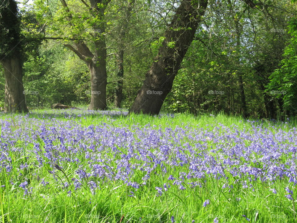 pretty bluebells