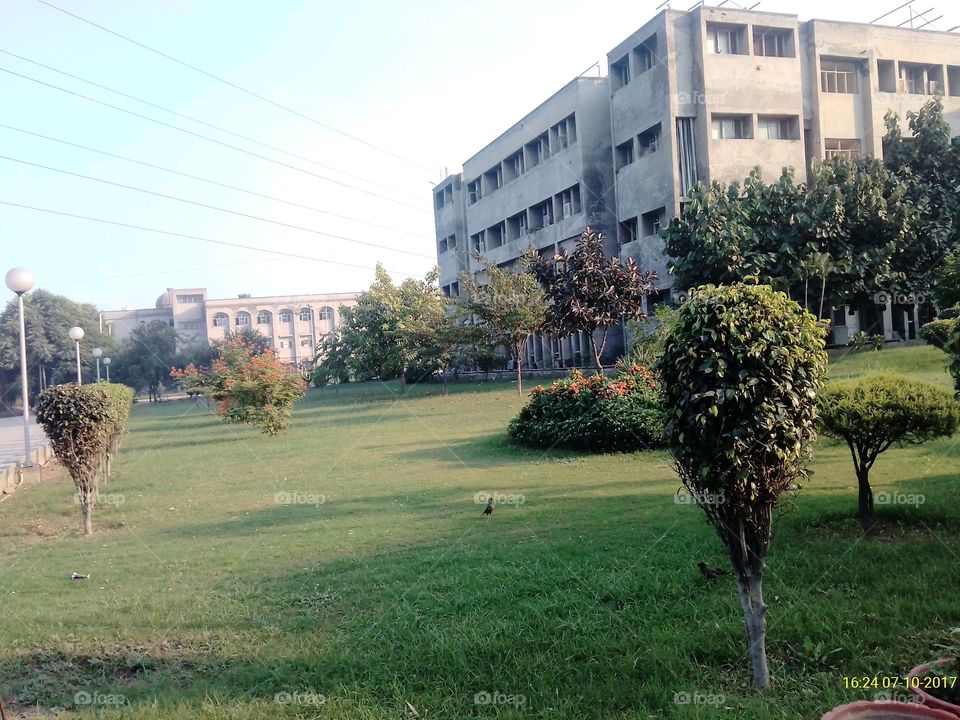 Tree, No Person, Grass, Outdoors, Architecture