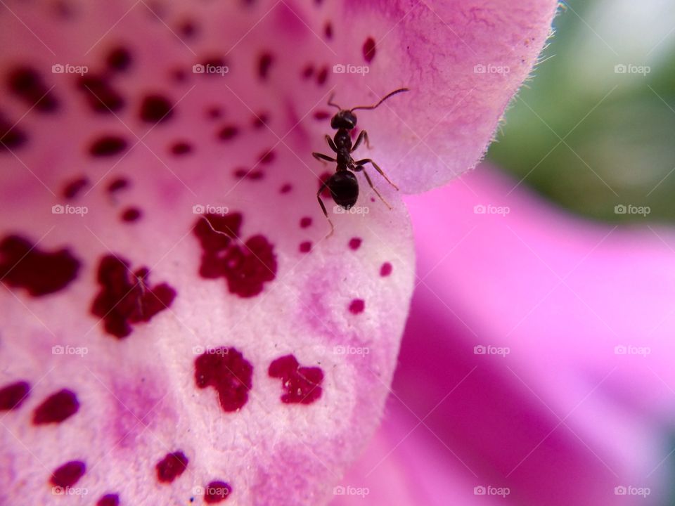 ant and flower