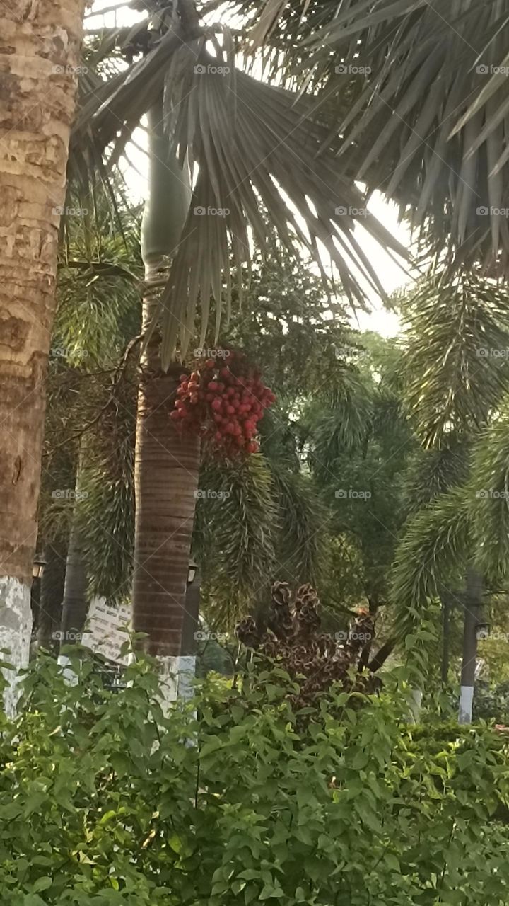 big long palm trees with its fruit on them