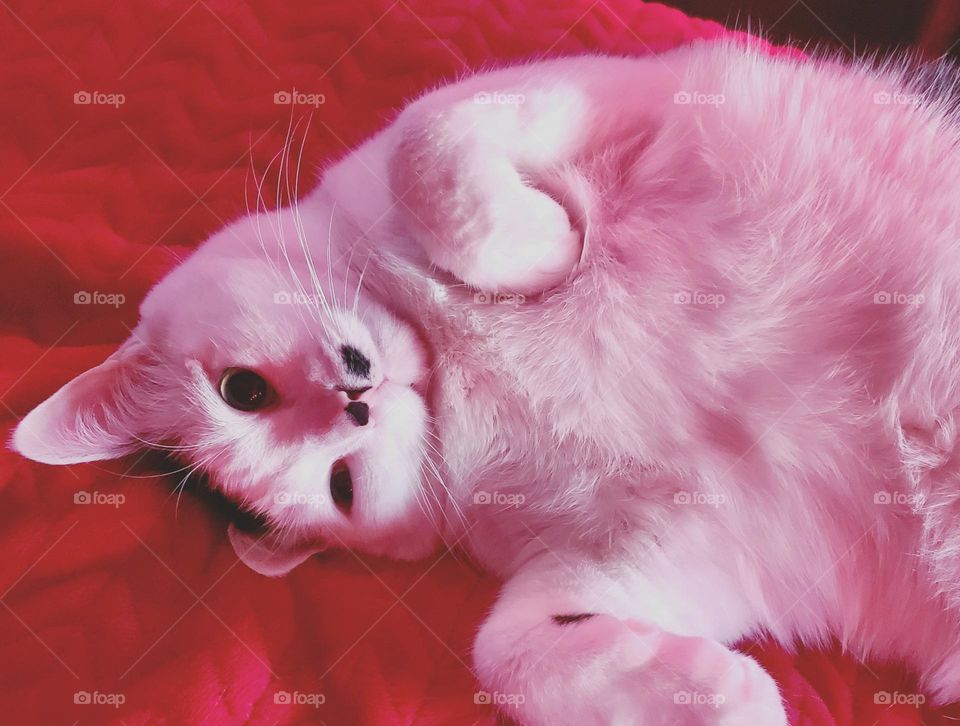 portrait of a house cat