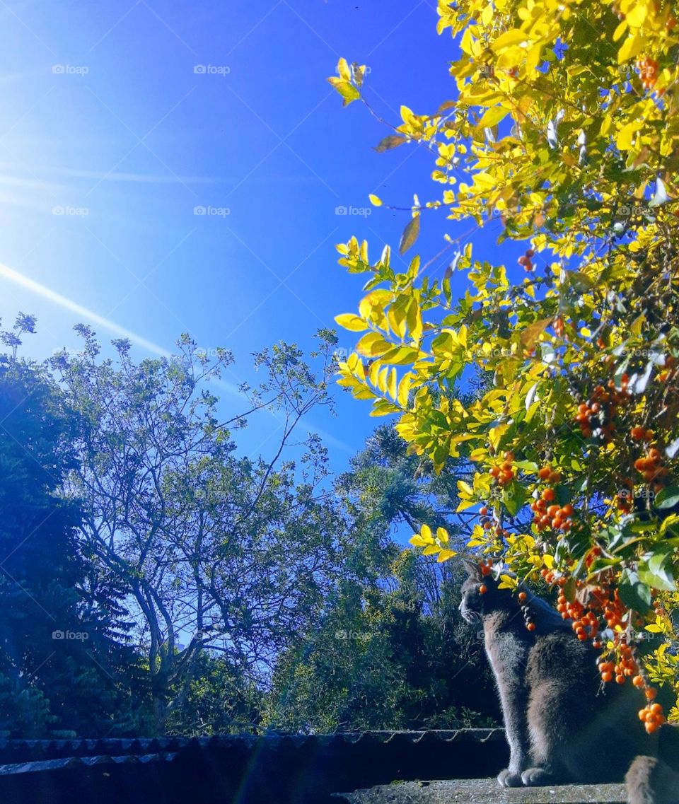 a cat enjoying the sun