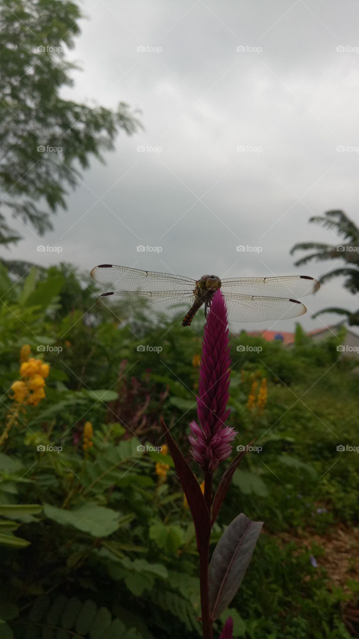 Insects and garden