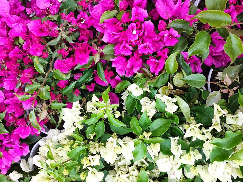 Pink & White Bougainillea