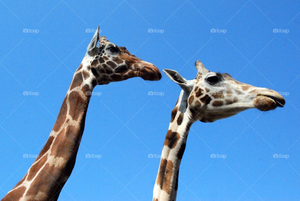 Two Giraffe profiles 