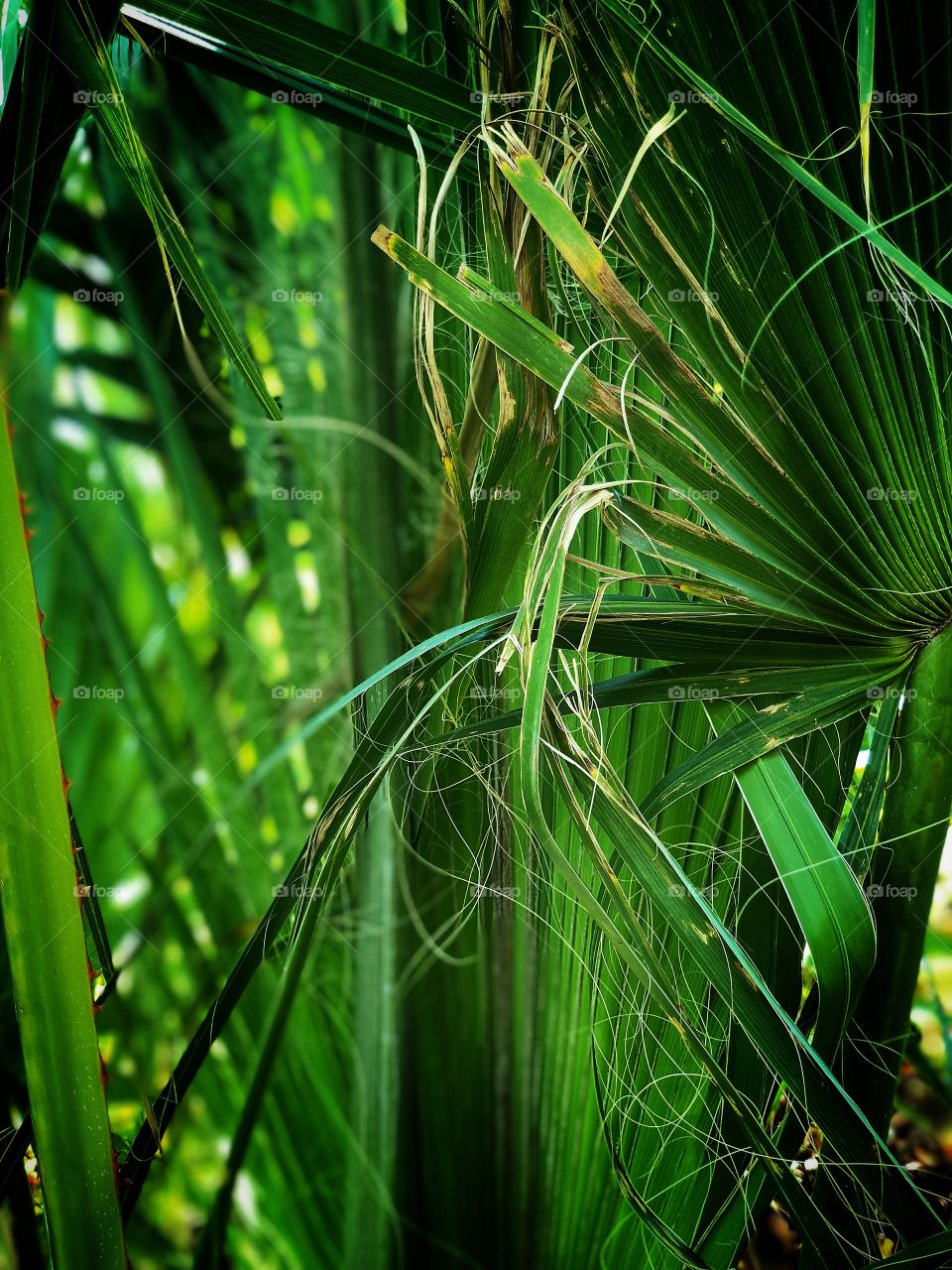 Palm tree detail 
