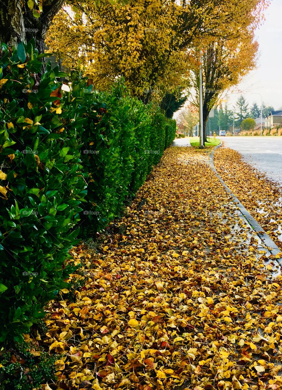 Yellow leaf litter
