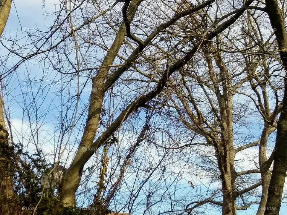 crossing tree branches in winter