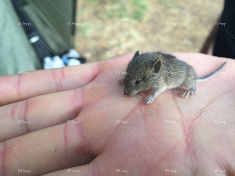 Little mouse 