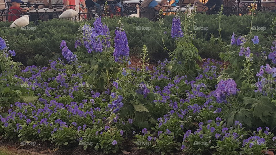 Vibrant purple flowers line the walkways at EPCOT during the Flower & Garden Festival.