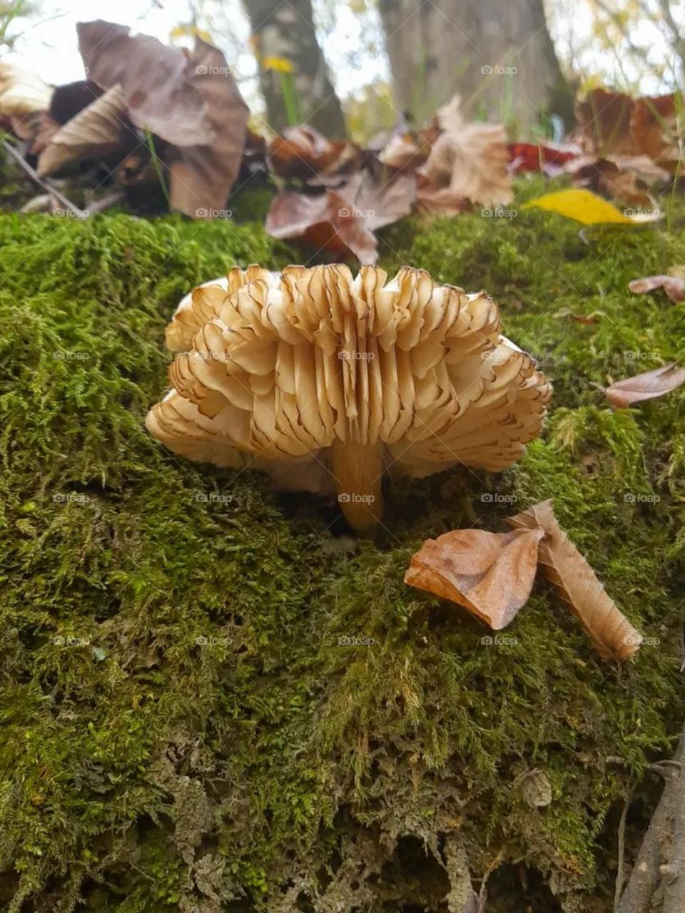 I found this mushroom while walking in a forest and I think it must be some kind of oyster mushroom that has changed color