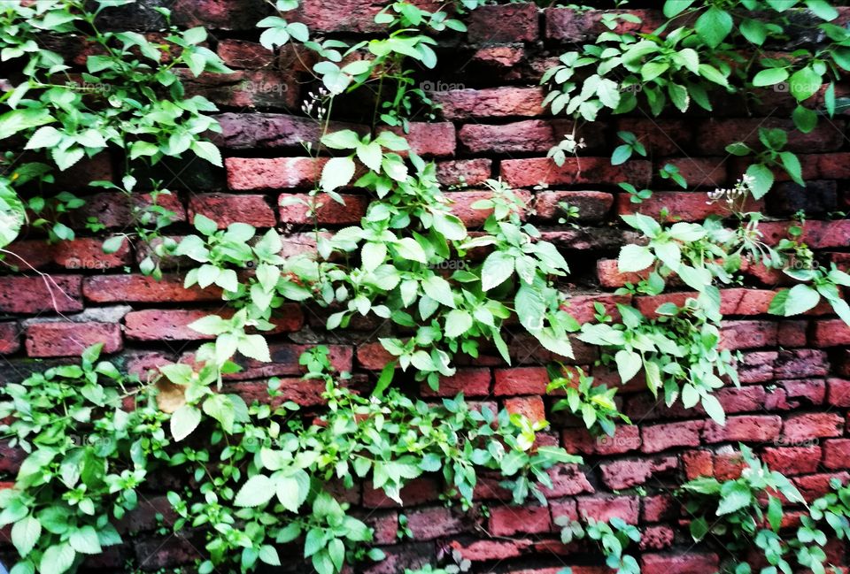 leaf&wall