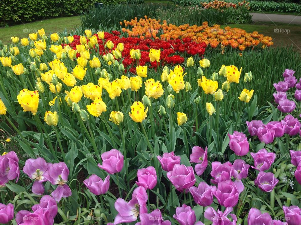 The tulip/ flower gardens in Keukenhof , the Netherlands ( holland)