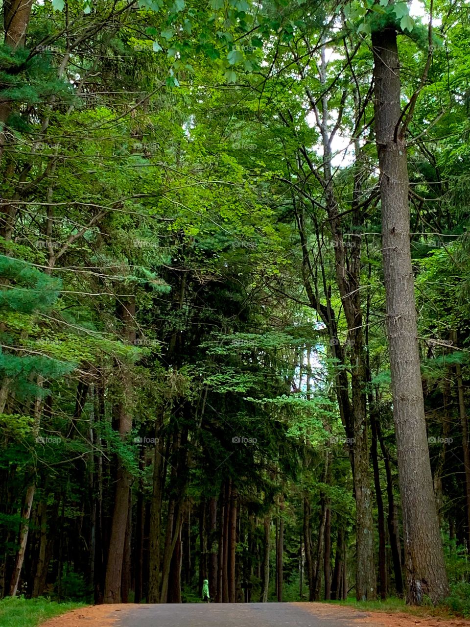 Girl walking a trail in the woods 