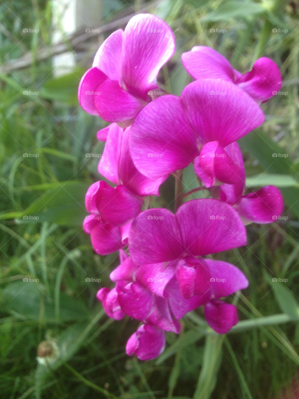 wild sweetpea