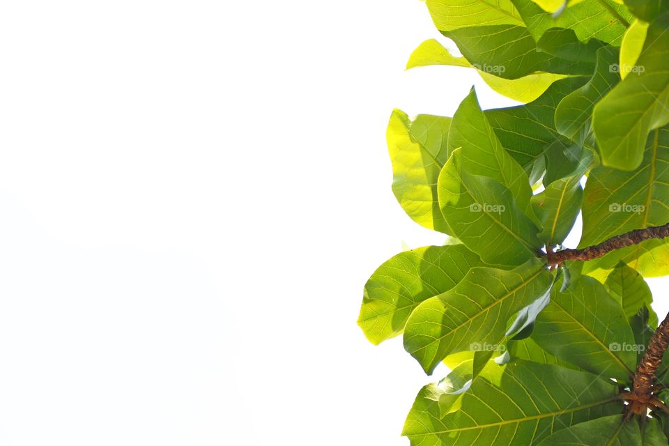 green leaf on white gackground