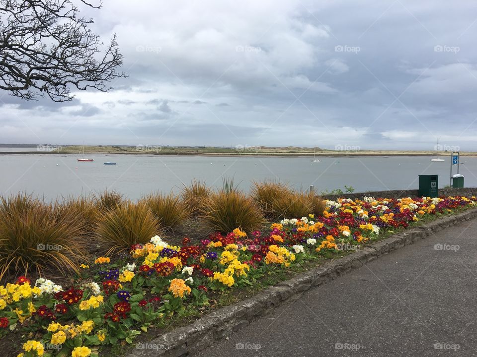 Blooming in Malahide