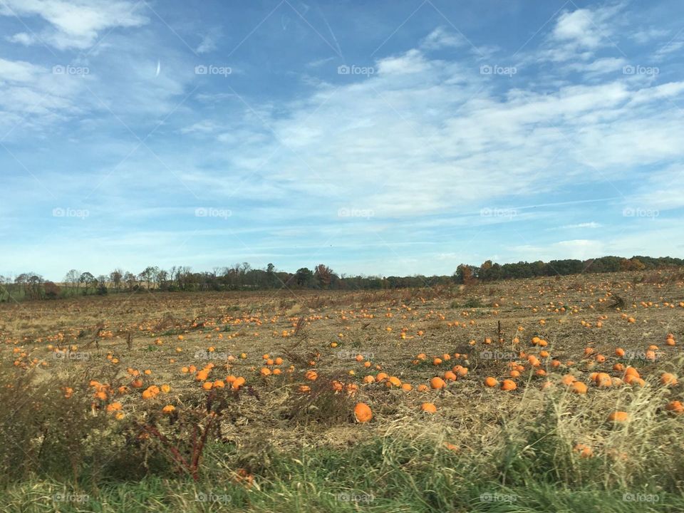 Colour Stories :Yellow