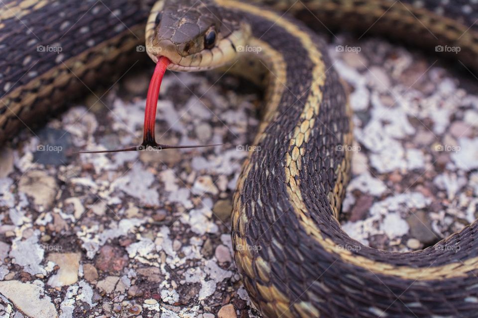 Garter snake stickers it’s tongue out