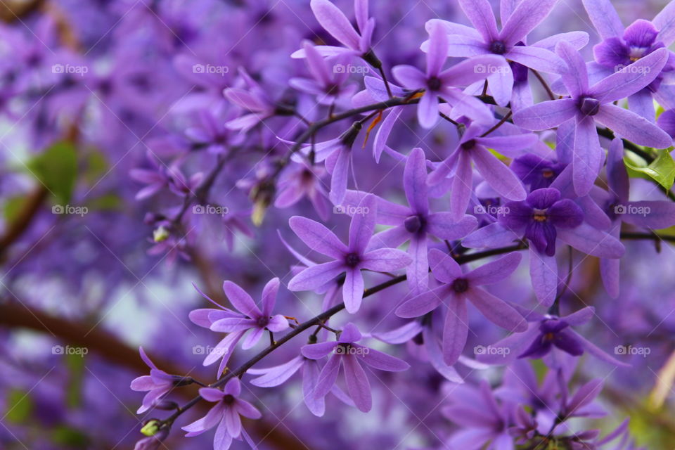 Pretty, delicate, soft looking Purple flowers closeup 
