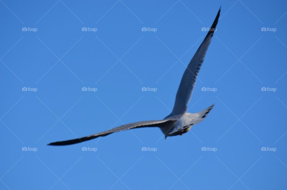 Seagull taking flight