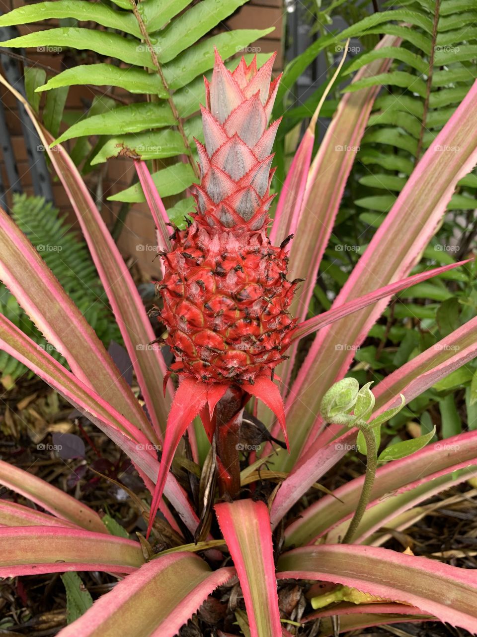 Pink pineapple 