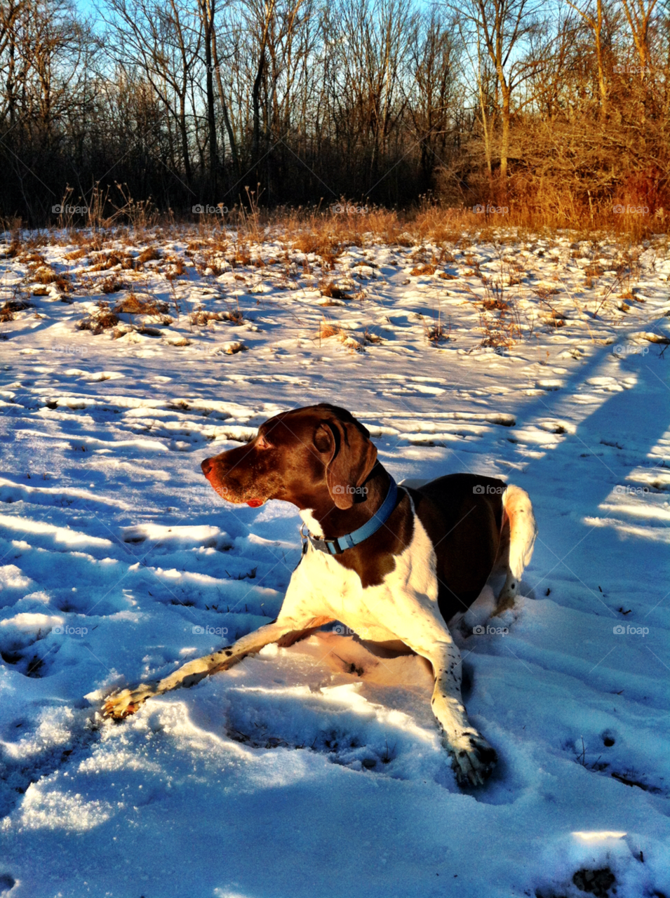 hunting snowy pointer racine by doug414