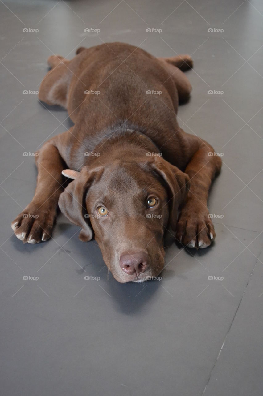 Labrador lying on floor