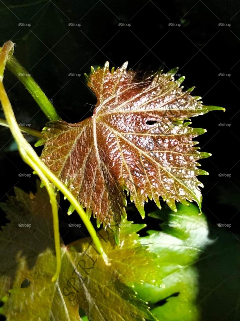 grape leaf