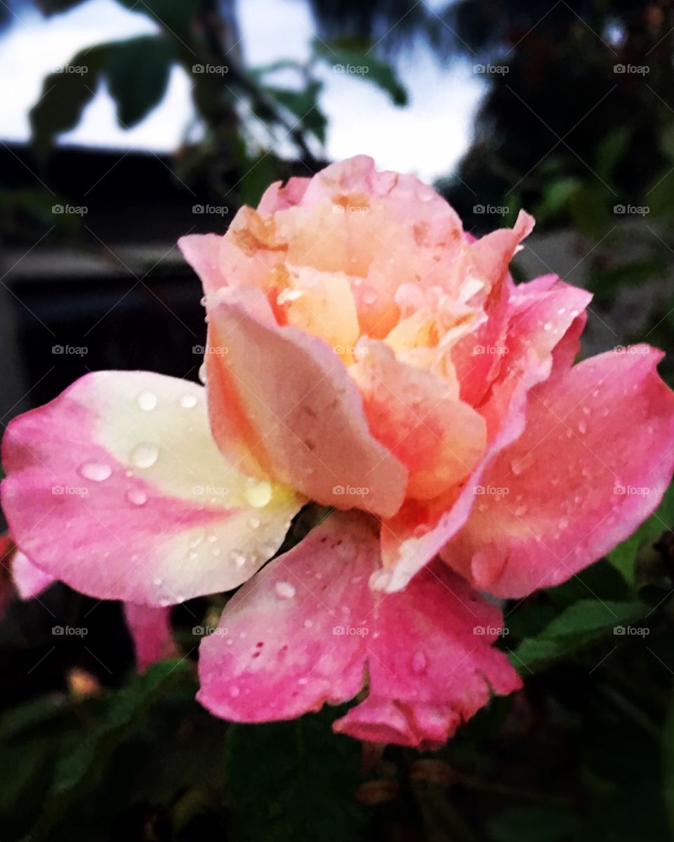 ‪🌷Nesta 3a feira, o #céu está cinzento devido às #chuvas. Mas as #roseiras continuam colorindo o dia com sua beleza.‬
‪Agora, 06h00, com as #flores bem molhadas e ao mesmo tempo, muito vivas!‬