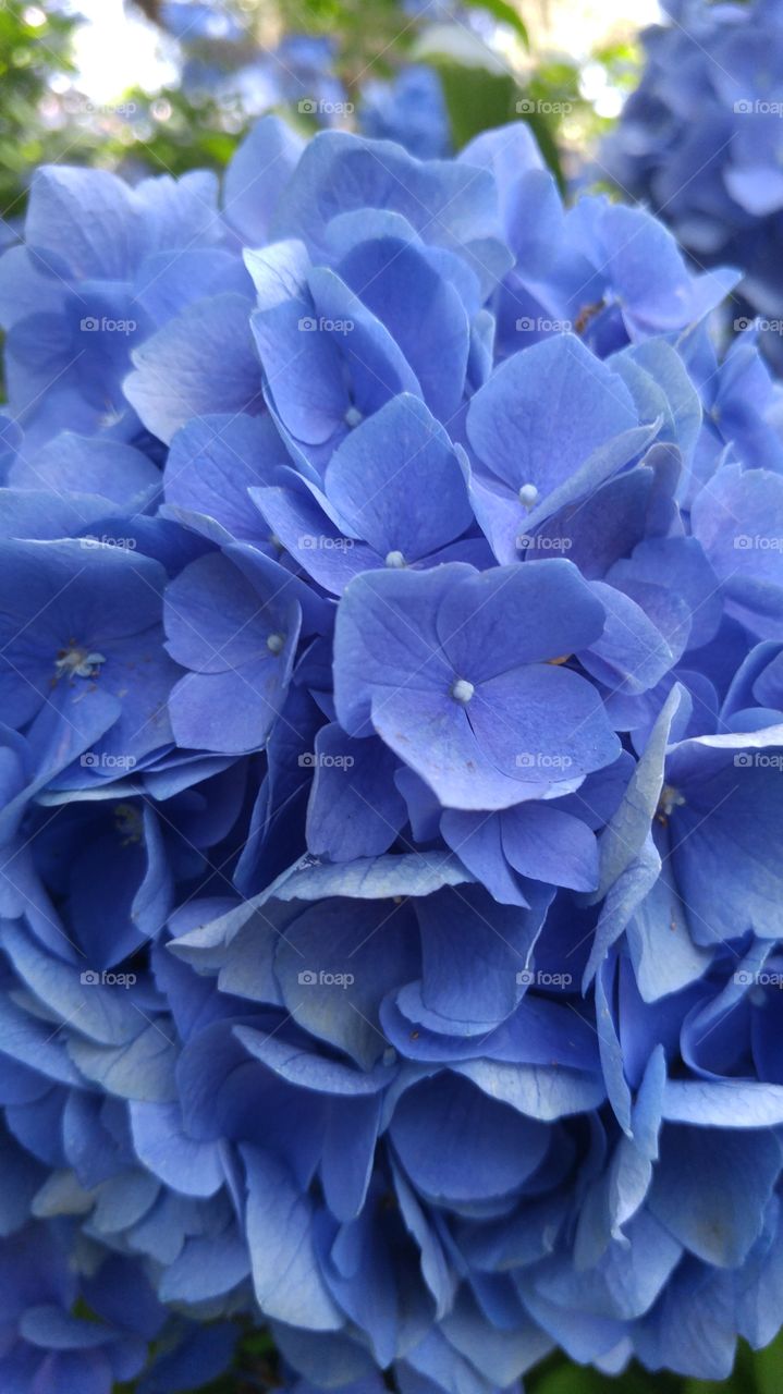 One of many beautiful flowers at Brookgreen Gardens in South Carolina