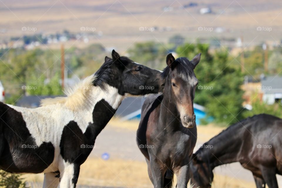 Wild mustang American Paint/Pinto colt nuzzling another colt