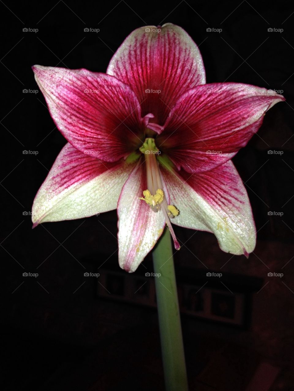 Amaryllis