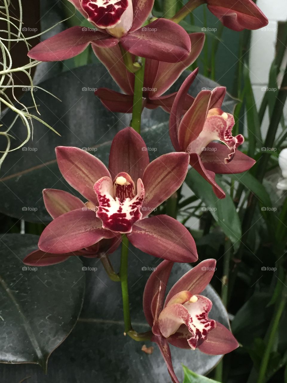 Orchid show @ Missouri Botanical Garden